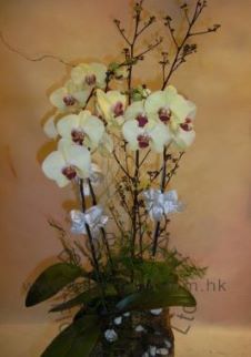 Orchid Phalaenopsis Gift Set - CODE 11998